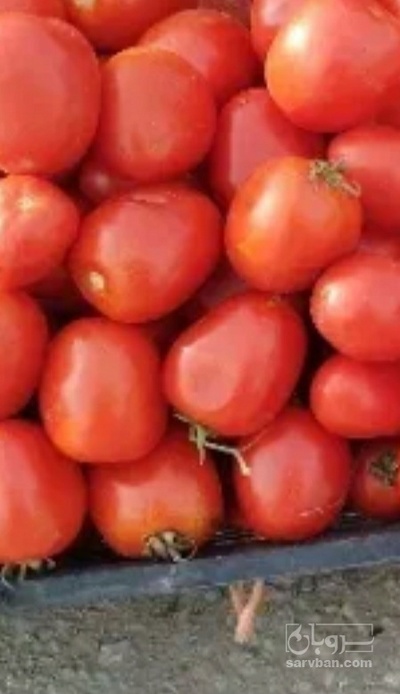 فروش گوجه فرنگی