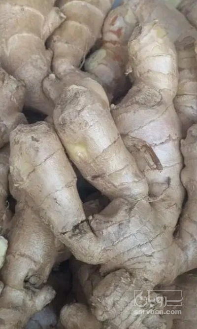 فروش زنجبیل (گیاه‌ دارویی)