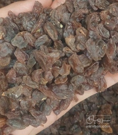 فروش مویز