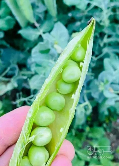 فروش نخود فرنگی