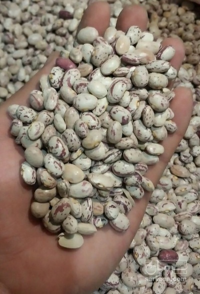 فروش لوبیا چیتی