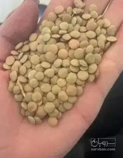 فروش عدس