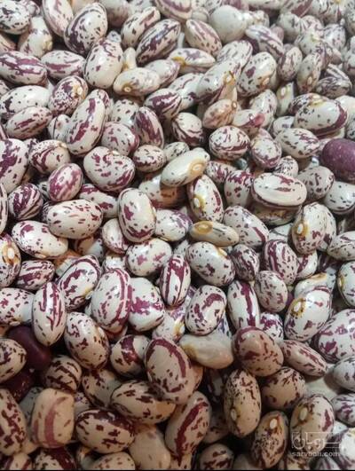 فروش لوبیا چیتی