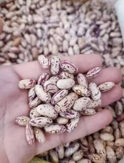 فروش لوبیا چیتی