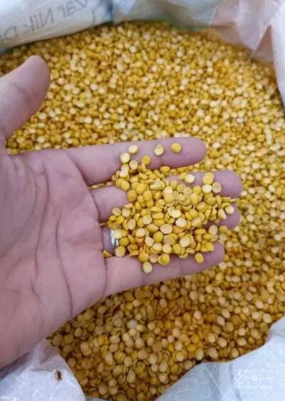 فروش نخود کفتری - لپه