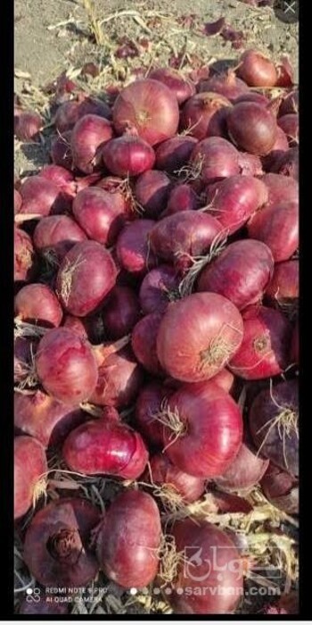فروش پیاز