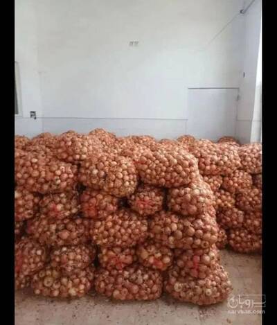 فروش پیاز