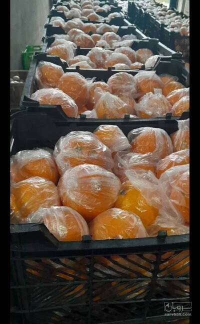 فروش پرتقال