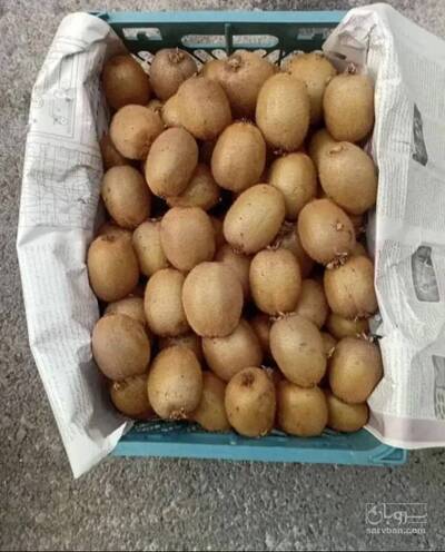 فروش کیوی