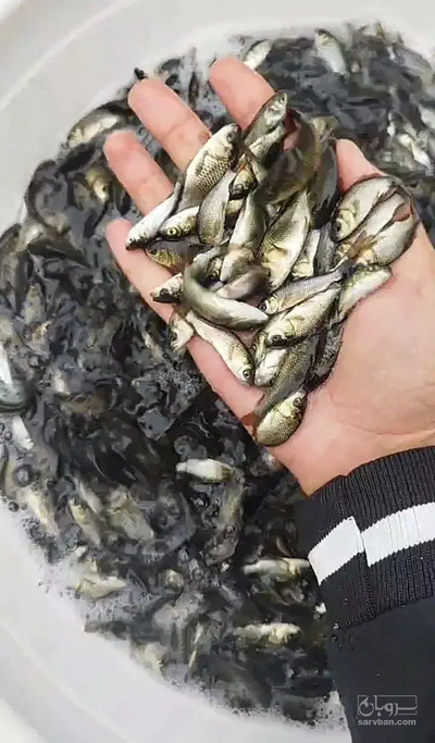 فروش بچه ماهی کپور و آمور