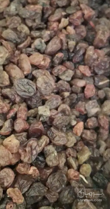 فروش کشمش