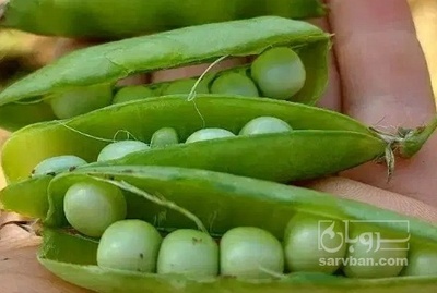 فروش نخود فرنگی