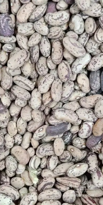 فروش لوبیا چیتی