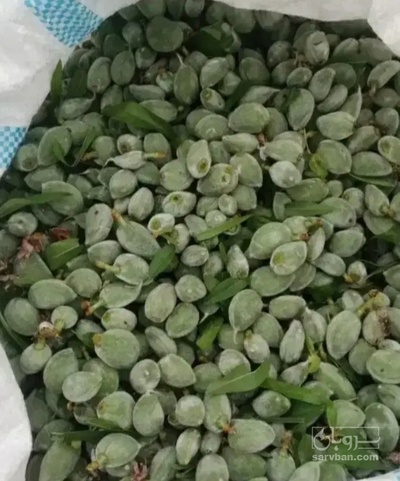 فروش چغاله بادام