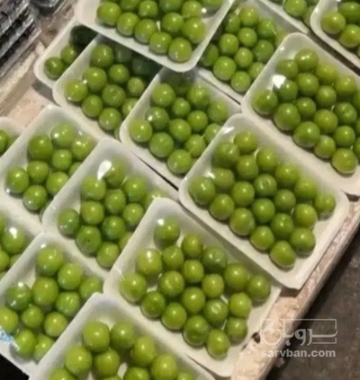 فروش گوجه سبز
