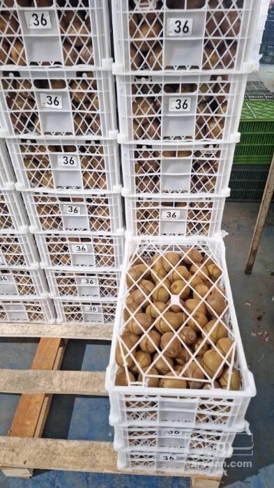 فروش کیوی
