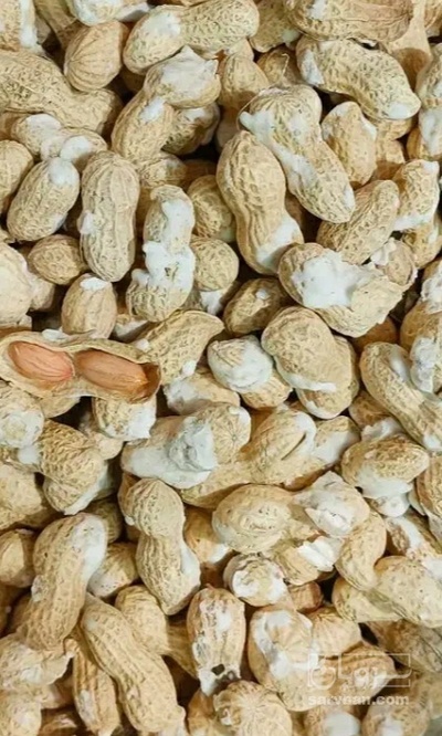 فروش بادام زمینی بو داده