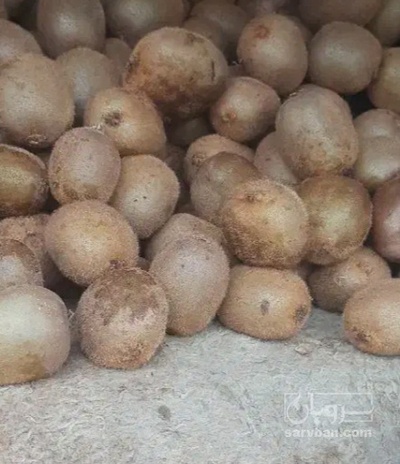فروش کیوی