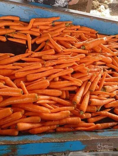 فروش هویج