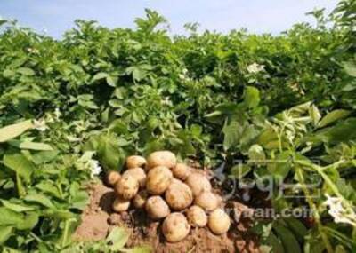 فروش سیب زمینی