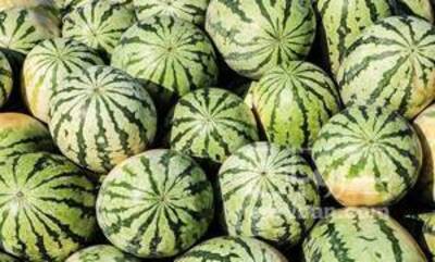 فروش هندوانه