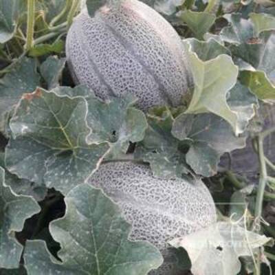 فروش طالبی جانا