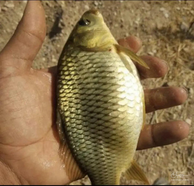 فروش بچه ماهی کپور و آمور