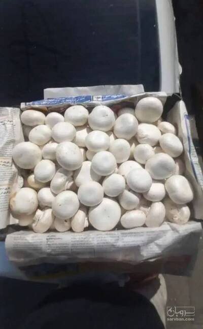 فروش قارچ دکمه ای