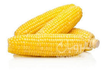 فروش ذرت