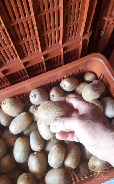 فروش کیوی