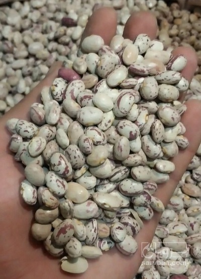 فروش لوبیا چیتی