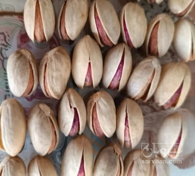 فروش پسته