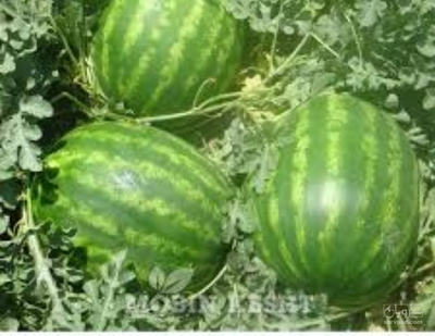 فروش هندوانه بیضی خطی