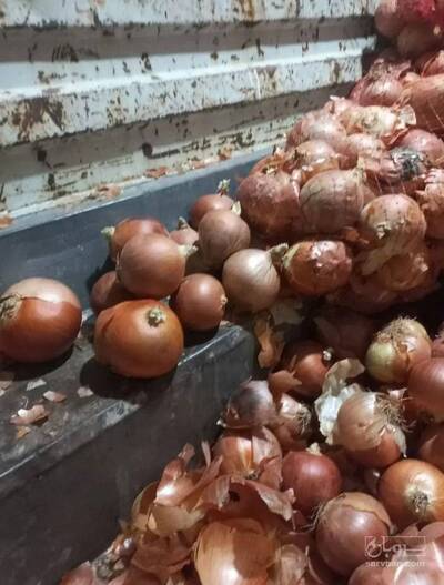 فروش پیازکله