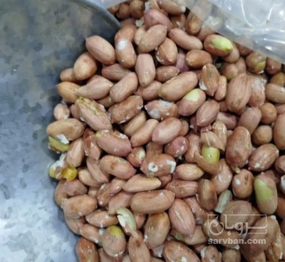 فروش بادام زمینی بی قلاف شور