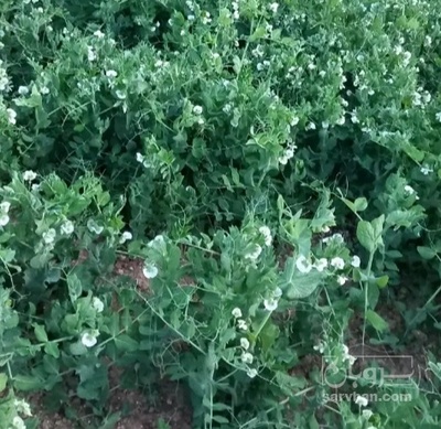 فروش نخود فرنگی