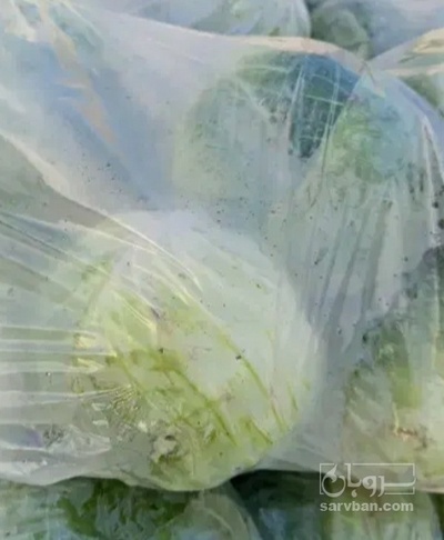 فروش کلم برگی سفید