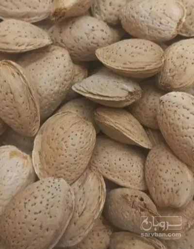 فروش بادام مامایی