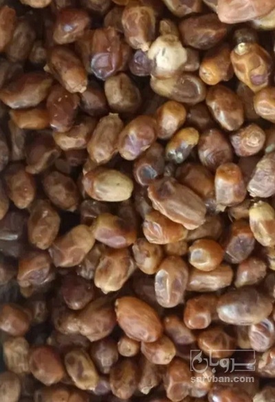 فروش خرما زاهدی