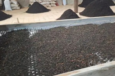 فروش چای سیاه ساقه شکسته