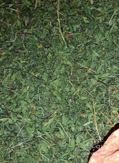 فروش نعناع خشک (گیاه‌ دارویی)