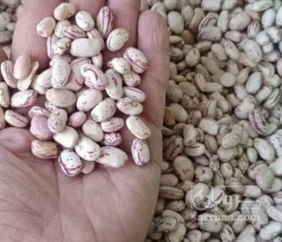فروش لوبیا چیتی