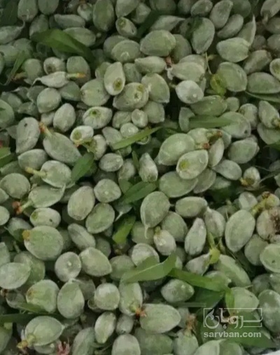 فروش چغاله بادام