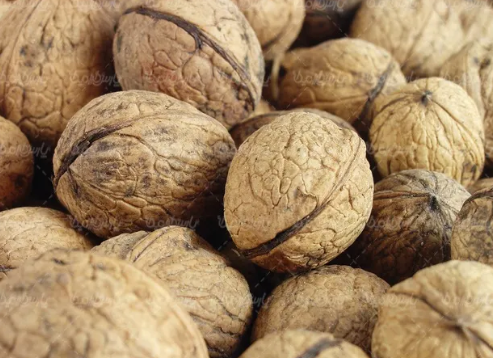 فروش گردو
