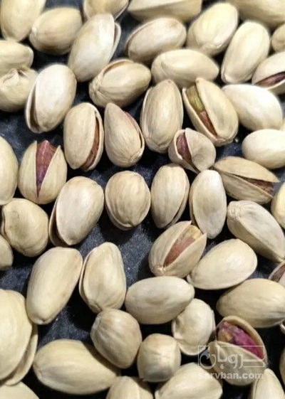 فروش پسته اکبری