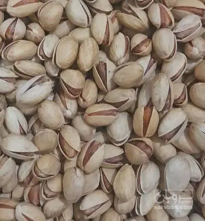 فروش پسته سفید