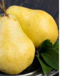 فروش گلابی