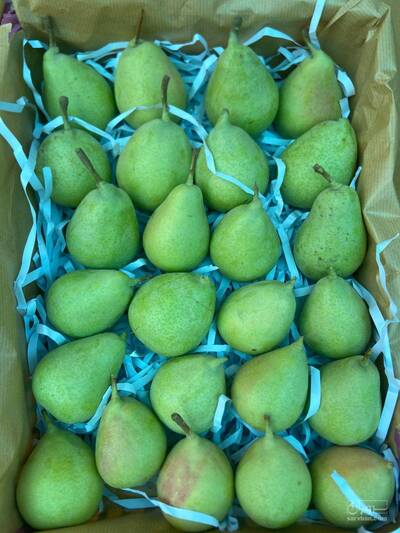 فروش گلابی
