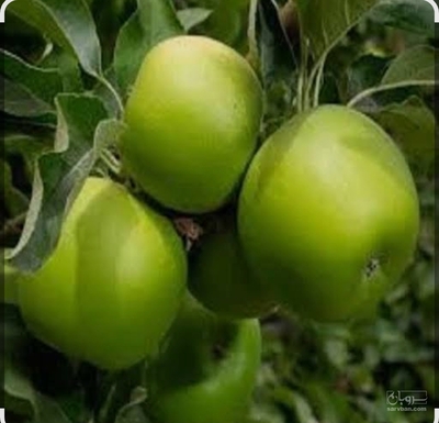 فروش سیب سبز