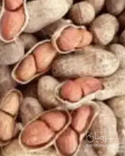 فروش بادام زمینی